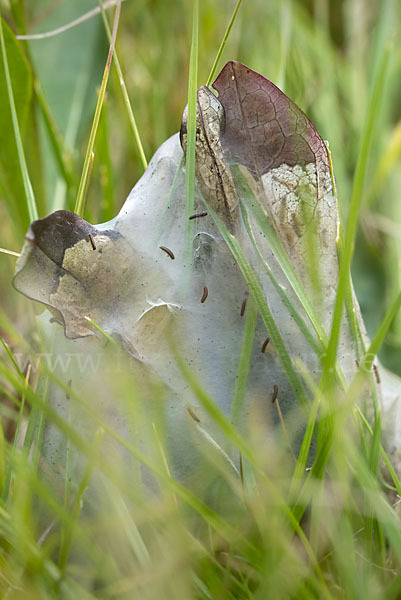 Abbiß-Scheckenfalter (Eurodryas aurinia)