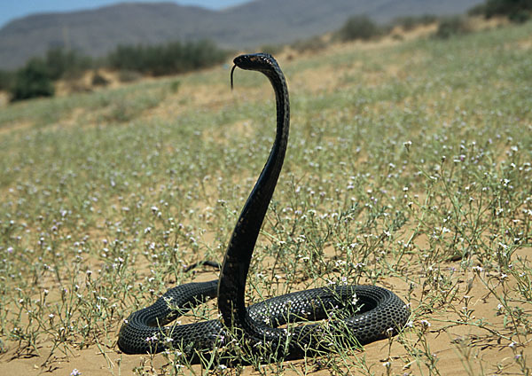 Aegyptische Kobra (Naja haje legionis)