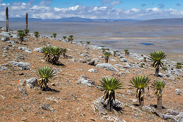 Aethiopien (Ethiopia)