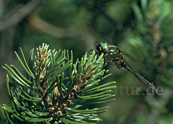 Alpen-Smaragdlibelle (Somatochlora alpestris)