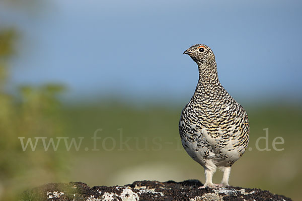 Alpenschneehuhn (Lagopus mutus)