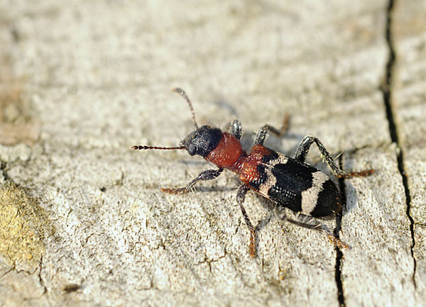 Ameisenbuntkäfer (Thanasimus formicarius)