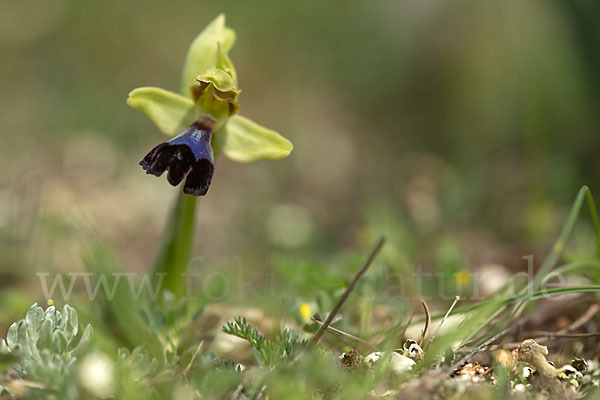 Atlasragwurz (Ophrys atlantica)