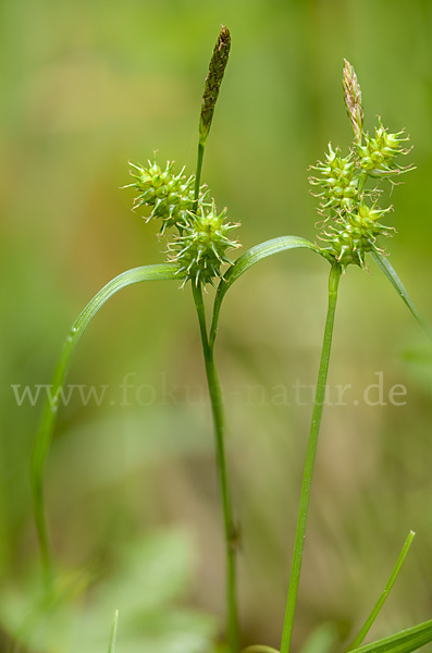 Aufsteigende Segge (Carex demissa)