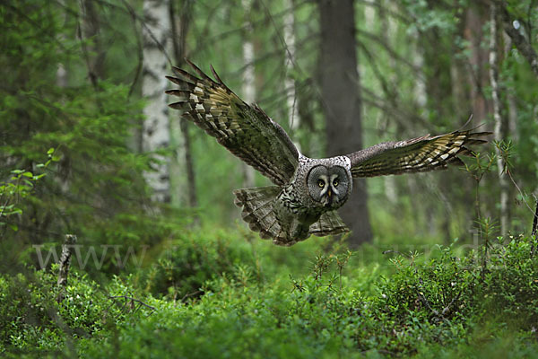 Bartkauz (Strix nebulosa)