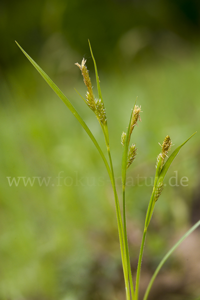 Behaarte Segge (Carex hirta)
