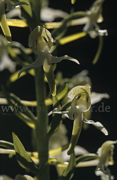 Berg-Waldhyazinthe (Platanthera chlorantha)