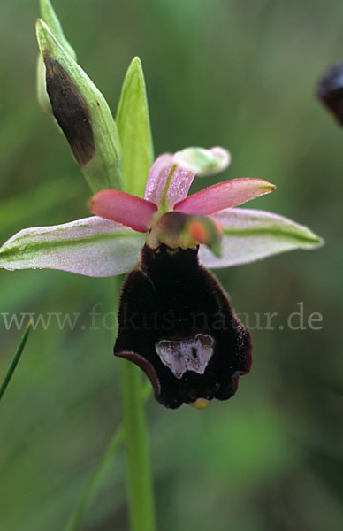 Bertolonii-ähnliche Ragwurz (Ophrys bertoloniiformis)