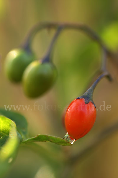 Bittersüßer Nachtschatten (Solanum dulcamara)