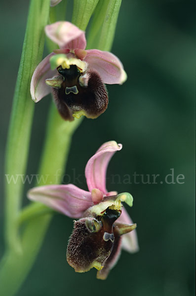 Bornmüllers Ragwurz (Ophrys bornmuelleri)