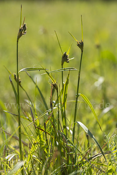 Braunes Schnabelried (Rhynchospora fusca)