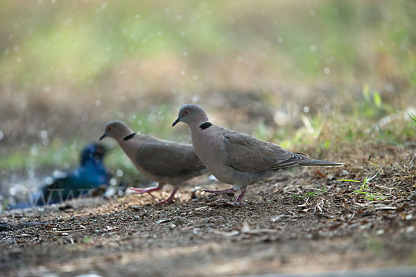 Brillentaube (Streptopelia decipiens)