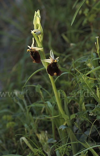 Chestermans Ragwurz (Ophrys chestermanii)