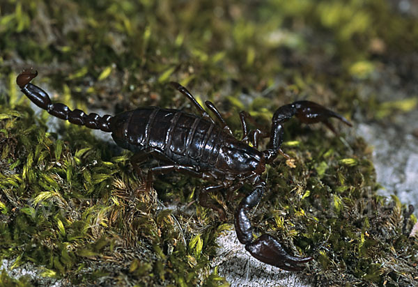 Deutscher Skorpion (Euscorpius germanus)