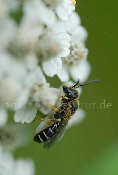 Dickkopf-Furchenbiene (Halictus maculatus)
