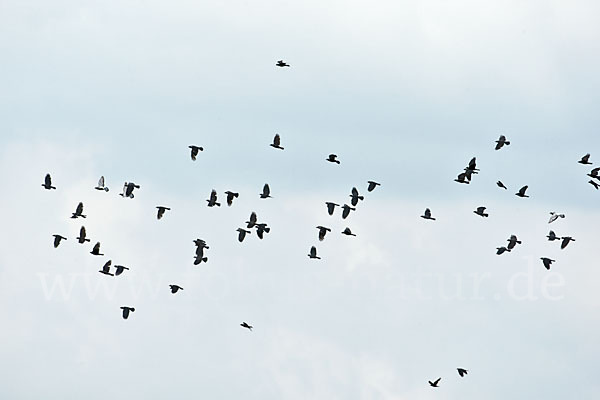 Dohle (Corvus monedula)