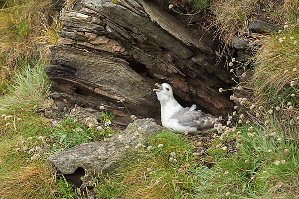 Eissturmvogel (Fulmarus glacialis)