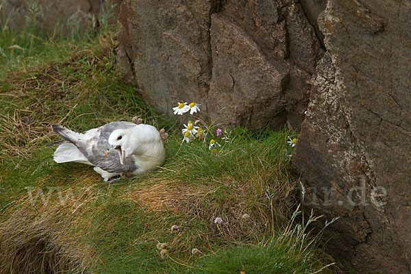 Eissturmvogel (Fulmarus glacialis)
