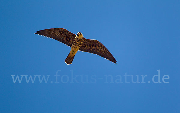 Eleonorenfalke (Falco eleonorae)