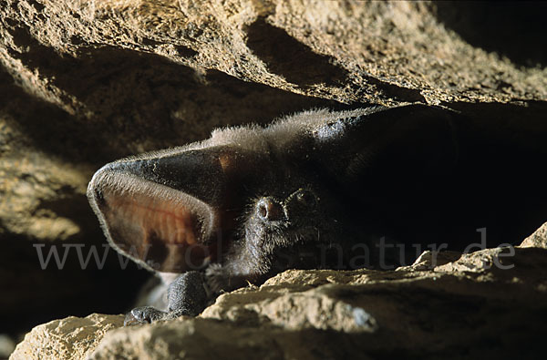 Europäische Bulldoggfledermaus (Tadarida teniotis)