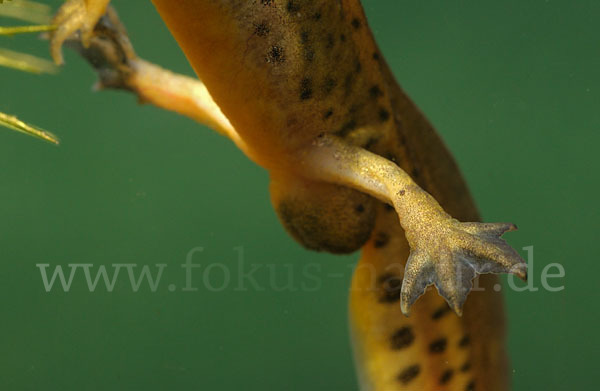 Fadenmolch (Lissotriton helveticus)