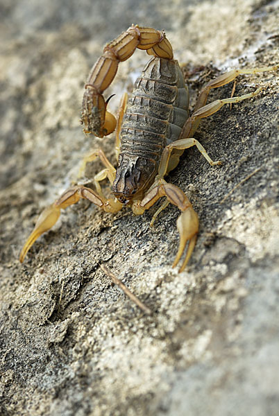 Felsenskorpion (Buthus occitanus occitanus)