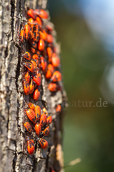 Feuerwanze (Pyrrhocoris apterus)