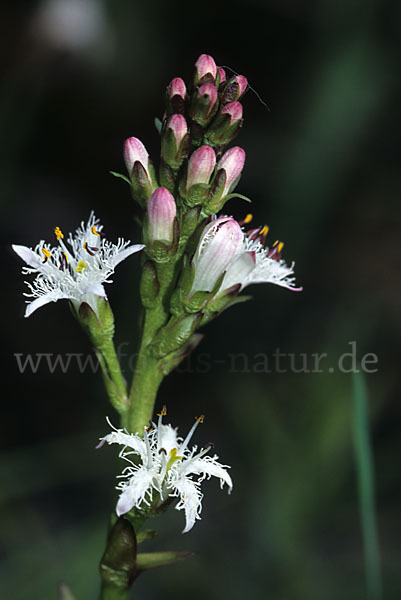 Fieberklee (Menyanthes trifoliata)