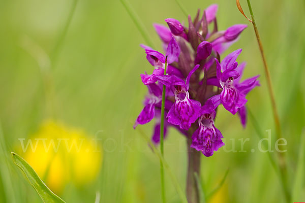 Fleischfarbenes Knabenkraut subsp. (Dactylorhiza incarnata subsp. coccinea)