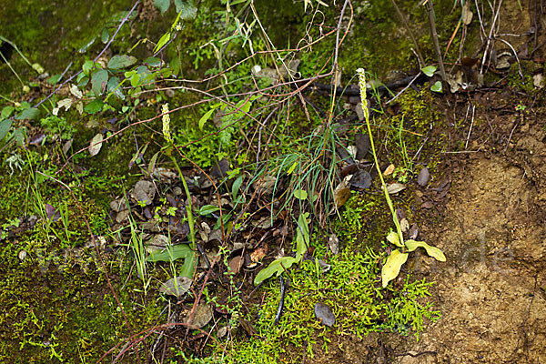 Gefleckte Waldwurz (Neottinea maculata)