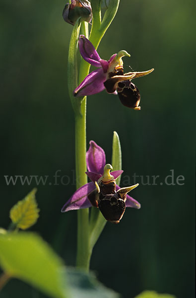 Gehörnte Ragwurz (Ophrys oestrifera)