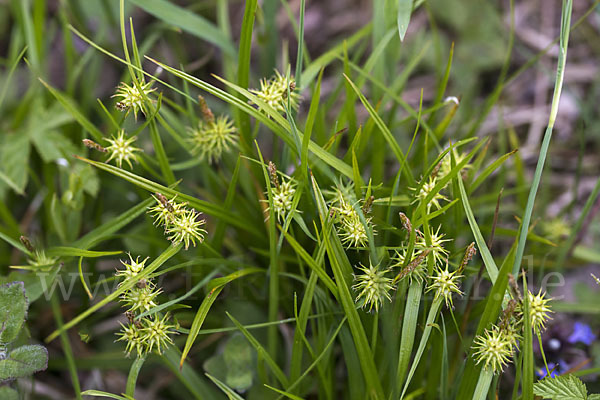 Gelb-Segge (Carex flava)