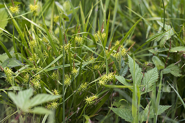 Gelb-Segge (Carex flava)