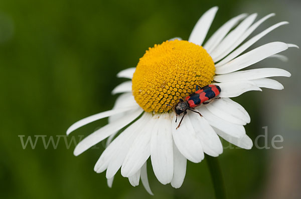 Gemeiner Bienenkäfer (Trichodes apiarius)