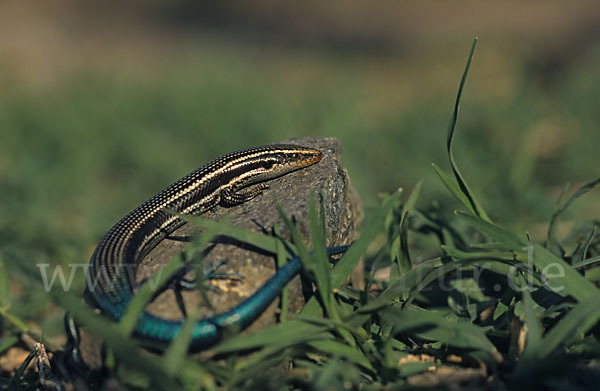 Gran Canaria Skink (Chalcides sexlineatus)