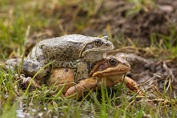 Grasfrosch (Rana temporaria)