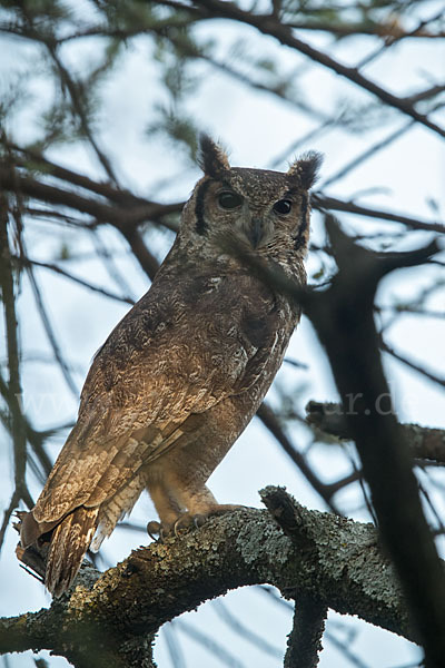 Grauuhu (Bubo cinerascens)