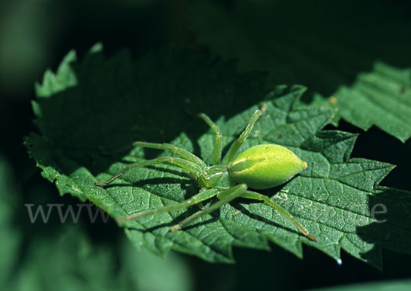 Grüne Huschspinne (Micrommata  virescens)