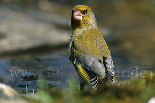 Grünfink (Carduelis chloris)