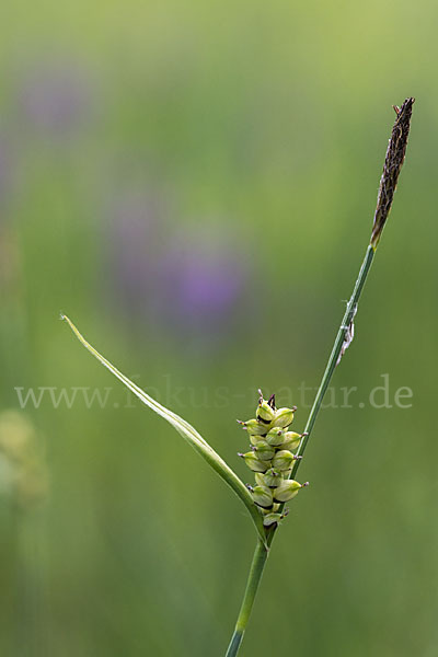 Hirse-Segge (Carex panicea)