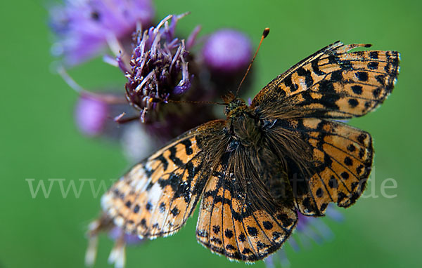 Hochmoor-Perlmutterfalter (Boloria aquilonaris)