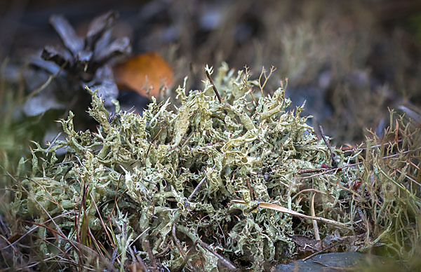 Igel-Säulenflechte (Cladonia uncialis)