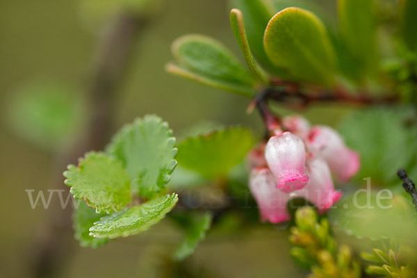 Immergrüne Bärentraube (Arctostaphylos uva-ursi)