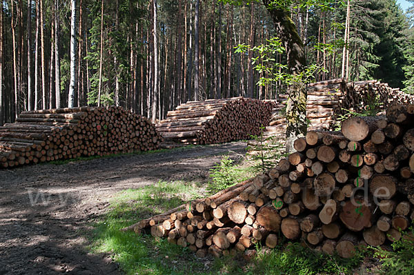 Intensive Forstwirtschaft (intensive forestry)