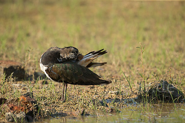 Kiebitz (Vanellus vanellus)
