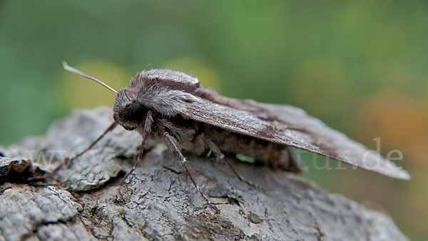 Kiefernschwärmer (Hyloicus pinastri)