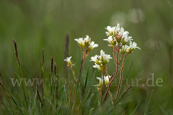 Körnchen-Steinbrech (Saxifraga granulata)