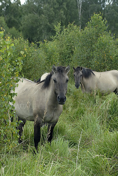 Konik (Equus caballus sspec.)
