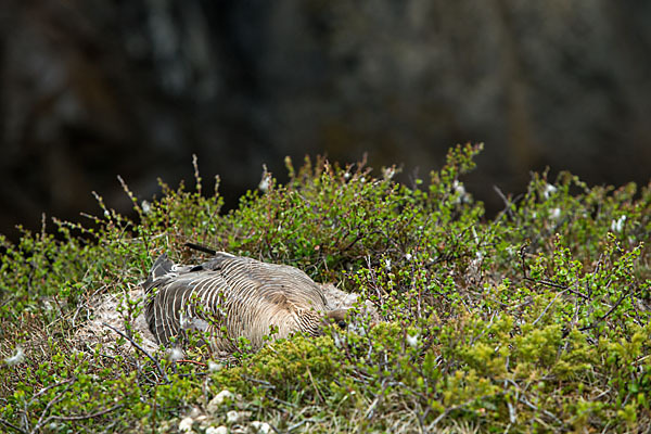 Kurzschnabelgans (Anser brachyrhynchus)