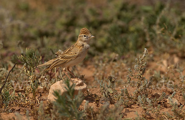 Kurzzehenlerche (Calandrella brachydactyla)